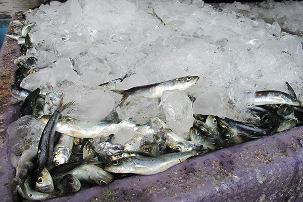 氷漬けの魚の画像